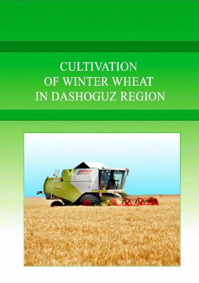 Cultivation of winter wheat in Dashoguz region