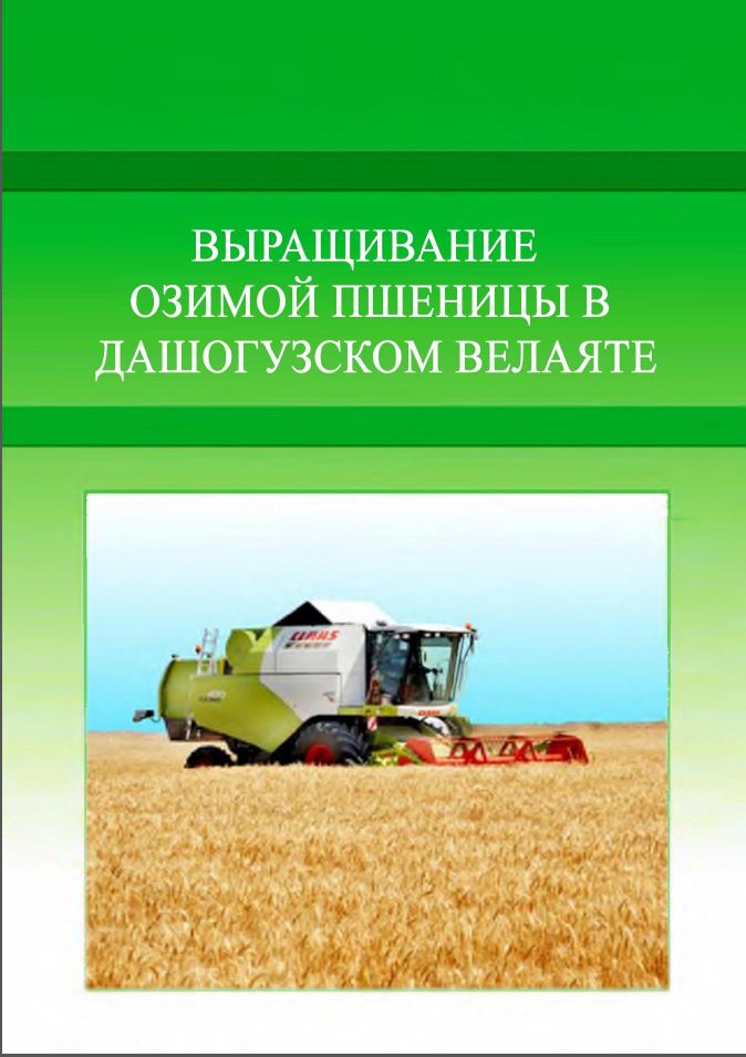Выращивание озимой пшеницы в Дашогузском велаяте