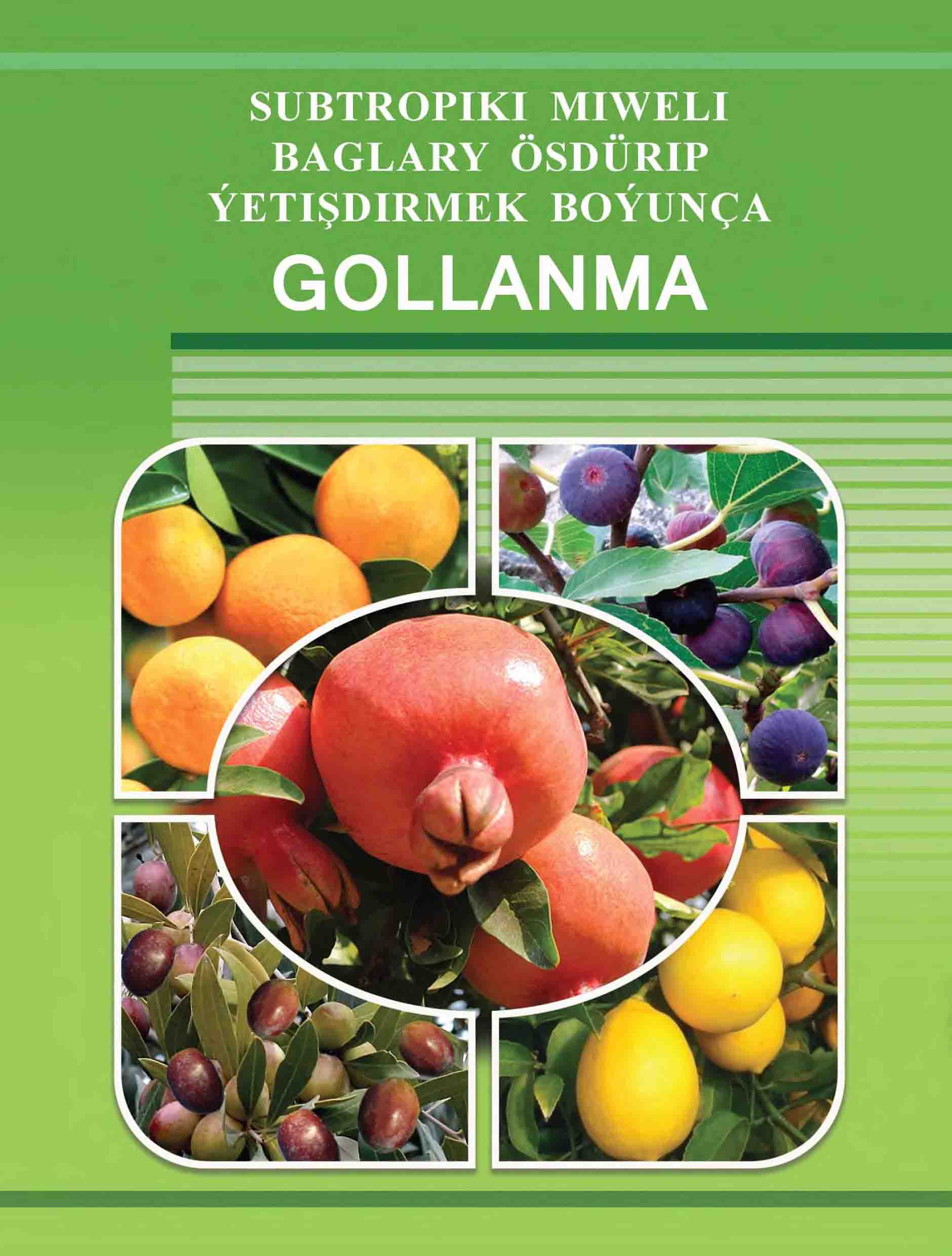 Subtropiki miweli baglary ösdürip ýetişdirmek boýunça gollanmna