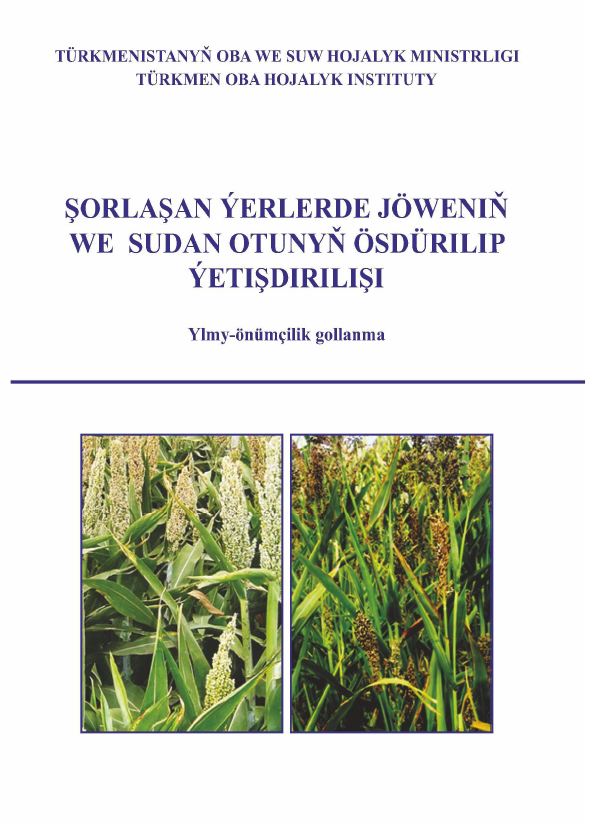 Şorlaşan ýerlerde jöweniň we sudan otunyň ösdürilip ýetişdirilişi