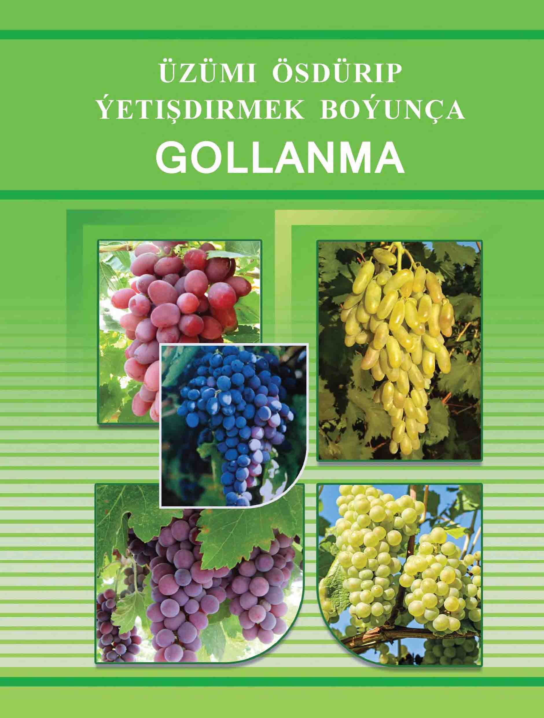 Üzümi ösdürip ýetişdirmek boýunça gollanma